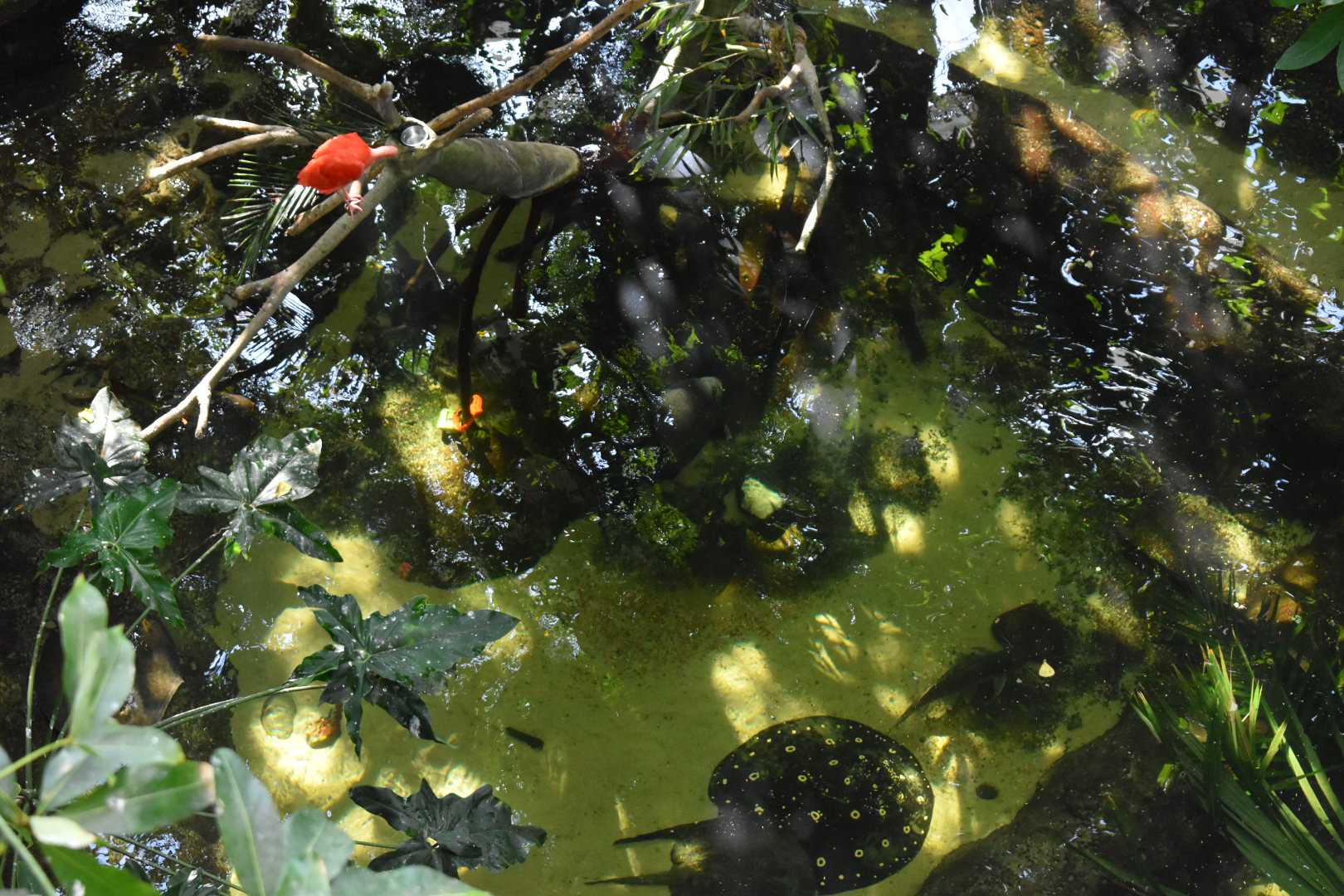South American Rainforest Pool
