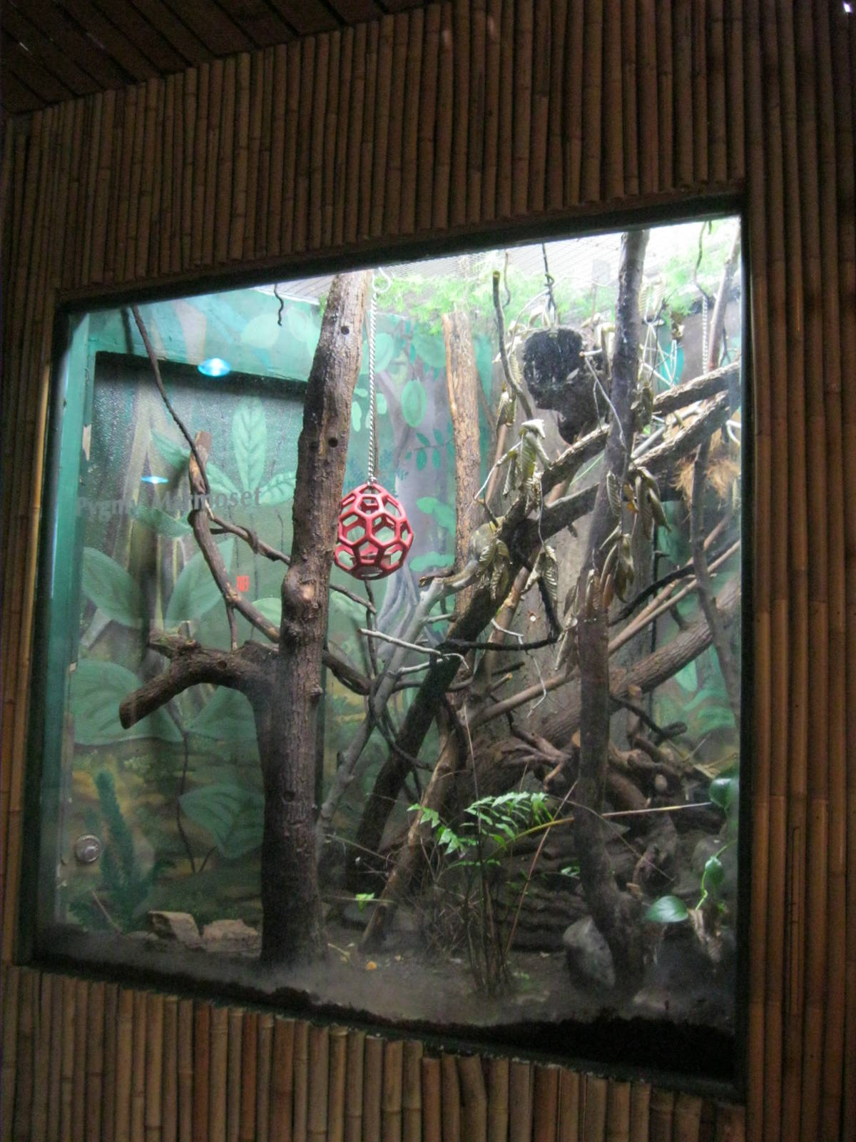 South American Rainforest- Pygmy Marmoset Exhibit