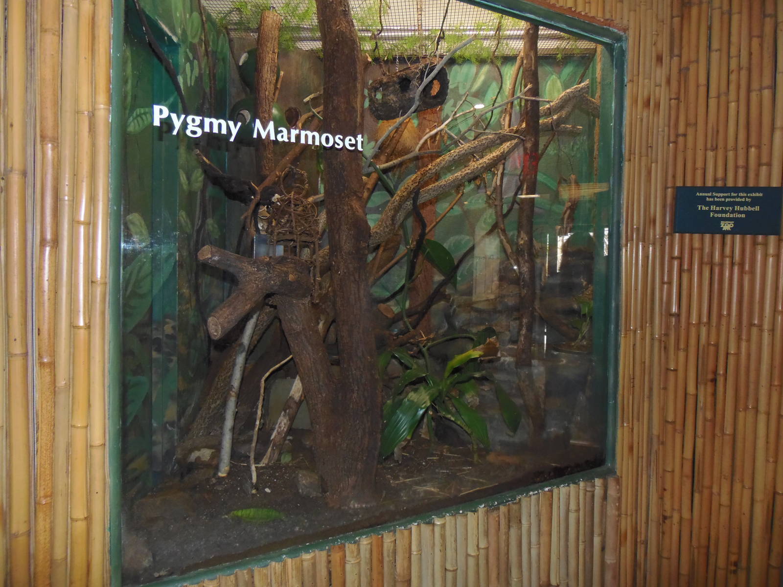 South American Rainforest- Pygmy Marmoset Exhibit