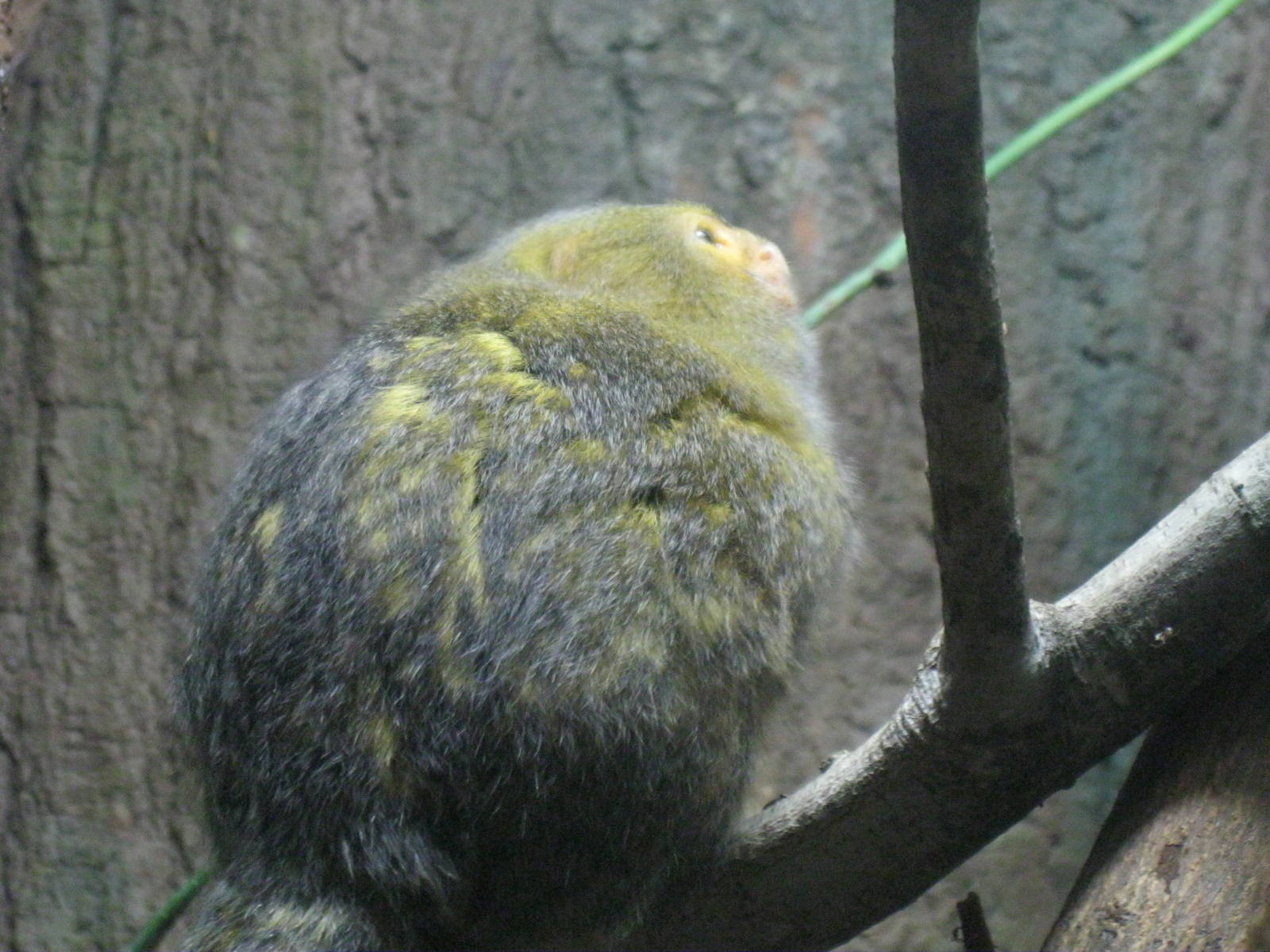 South American Rainforest- Pygmy Marmoset