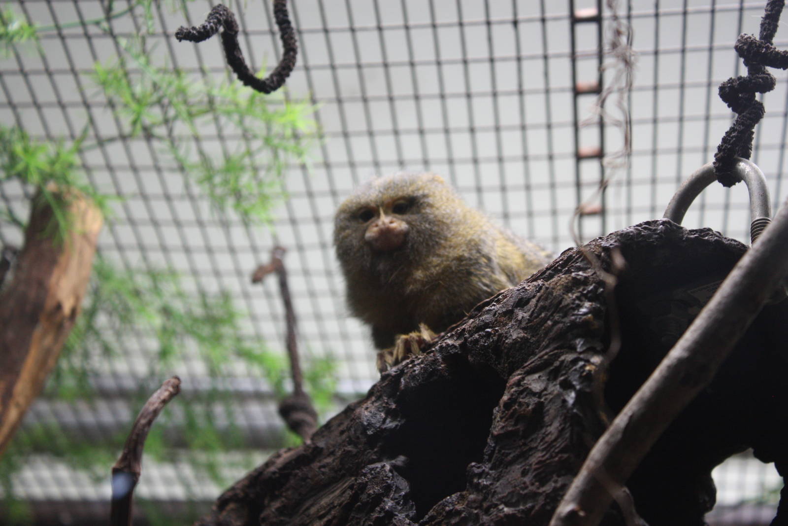 South American Rainforest- Pygmy Marmoset
