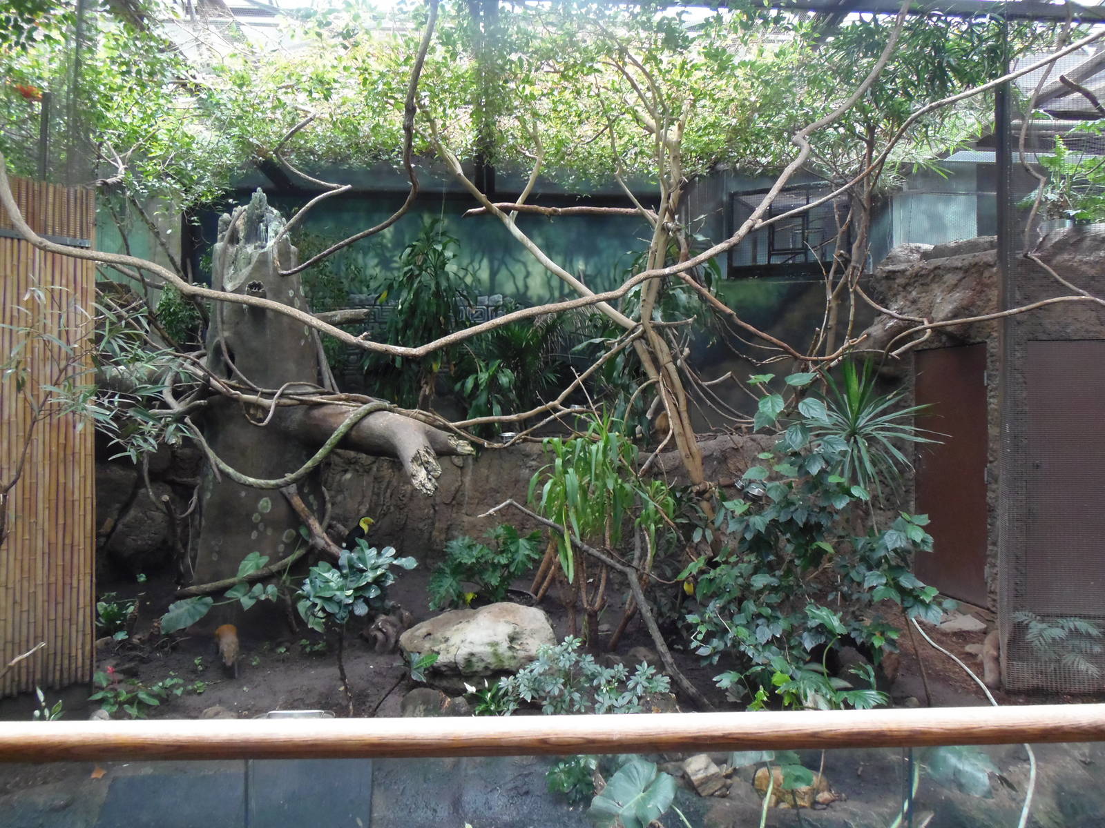 South American Rainforest- Replanted Aviary