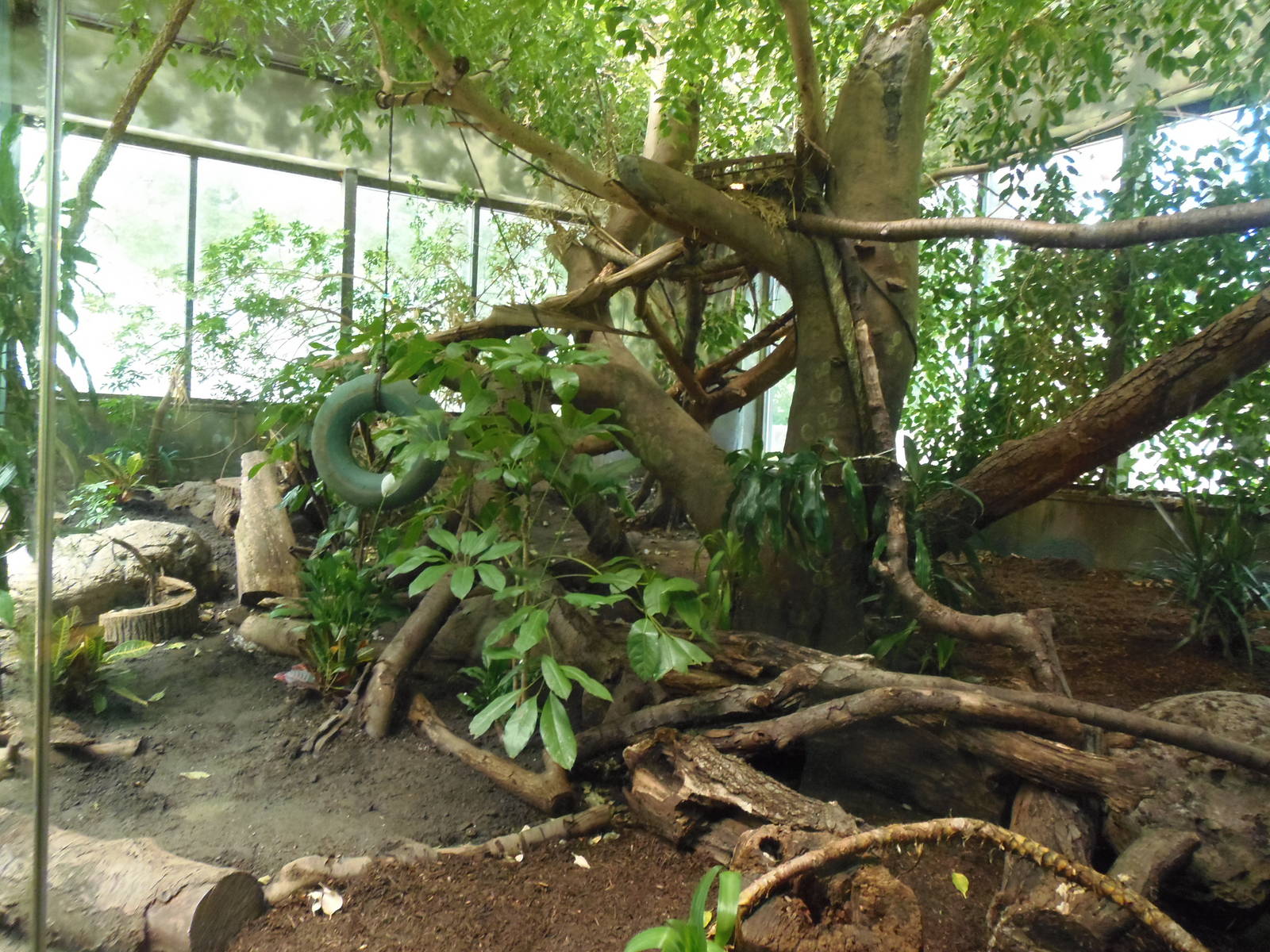 South American Rainforest- Replanted Ocelot Exhibit