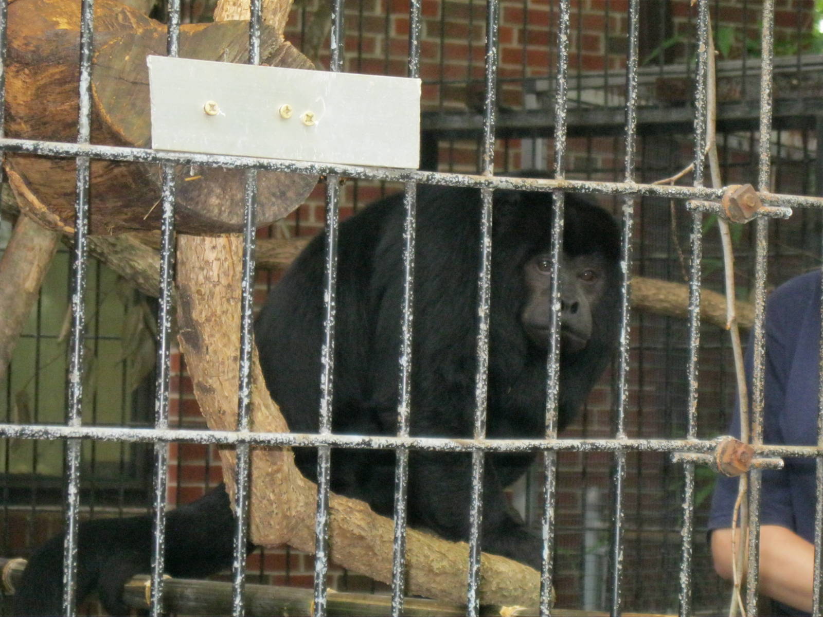 South American Rainforest- Rosario the Black Howler