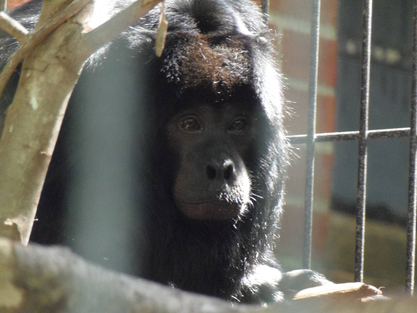 South American Rainforest- Rosario