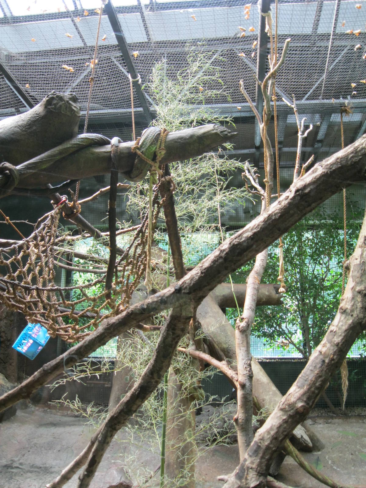 South American Rainforest- Saki Enrichment