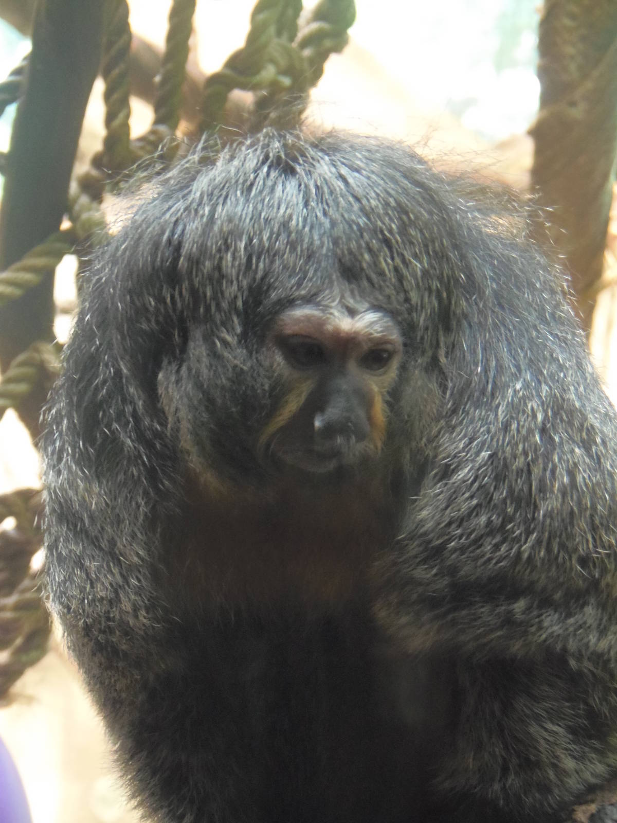 South American Rainforest- Saki Female