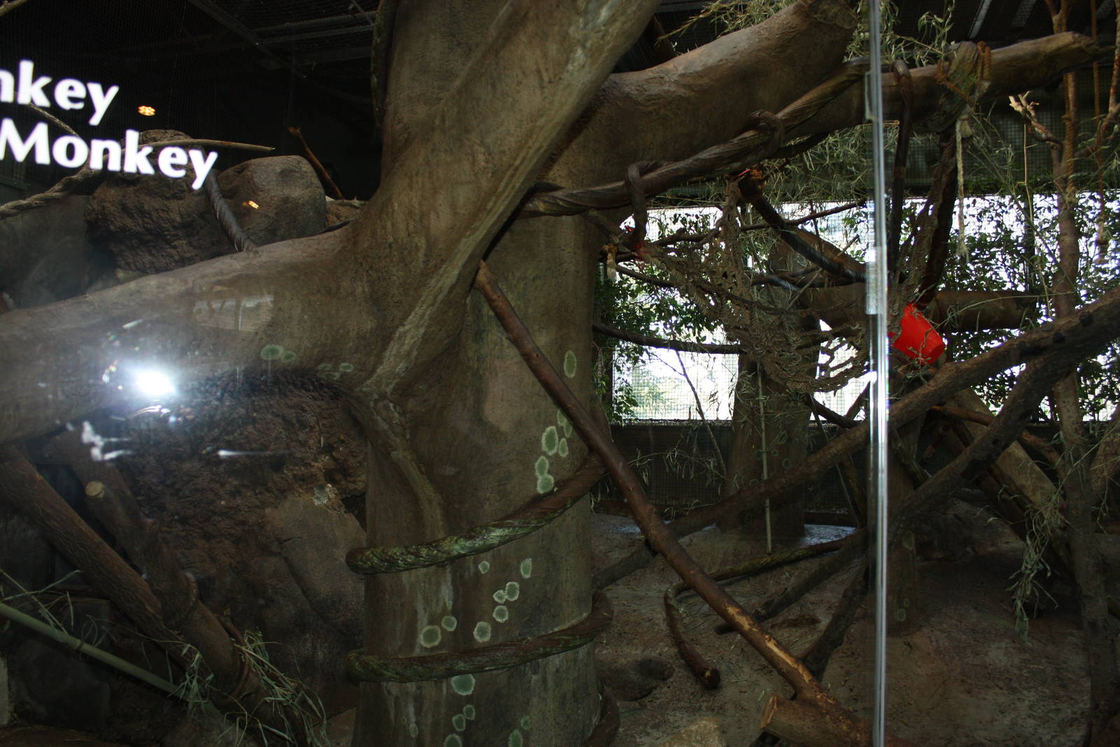 South American Rainforest- Saki/Howler Exhibit