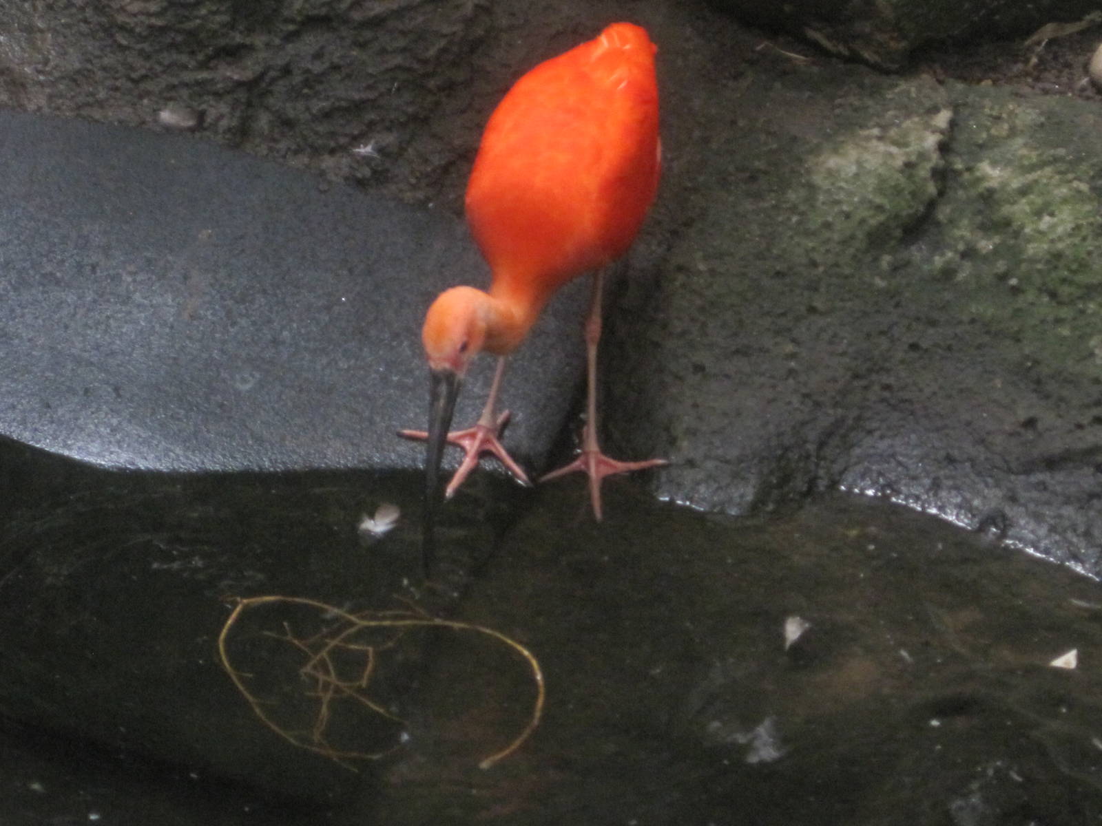 South American Rainforest- Scarlet Ibis