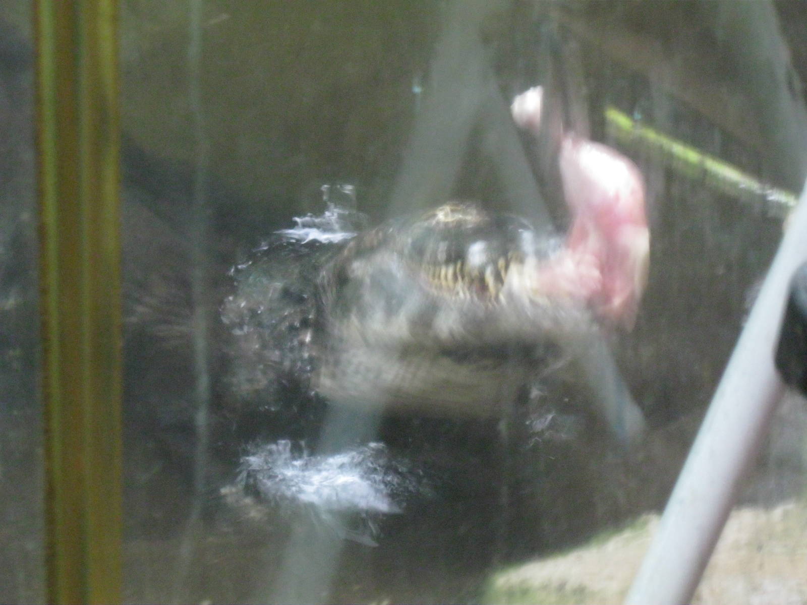 South American Rainforest- SNAP!