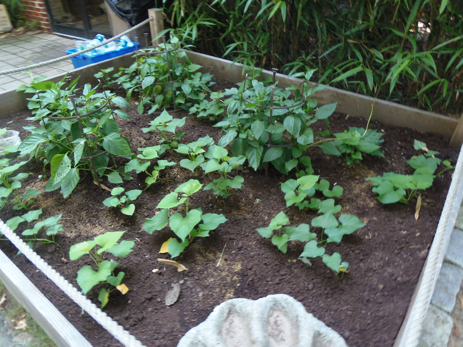South American Rainforest- South American Vegetable Garden