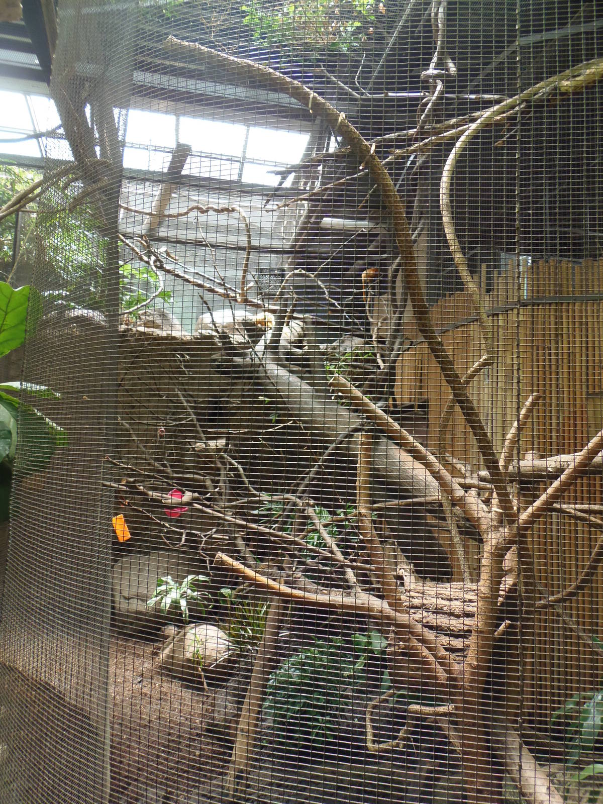 South American Rainforest- Tamarin/Tortoise/Sloth Exhibit