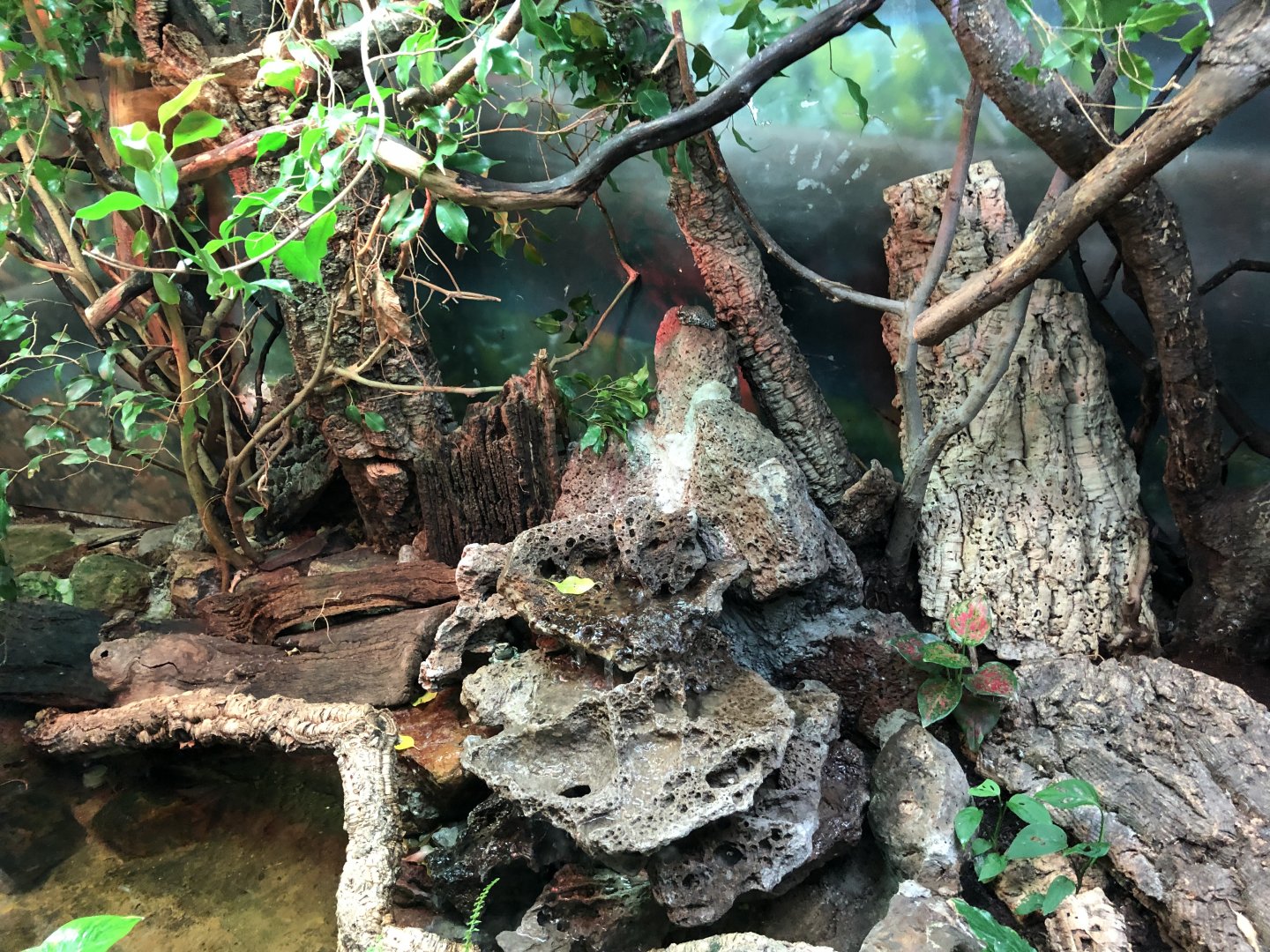 South American rainforest terrarium
