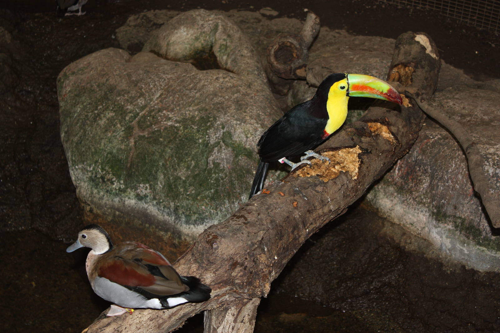 South American Rainforest- Toucan and a Teal