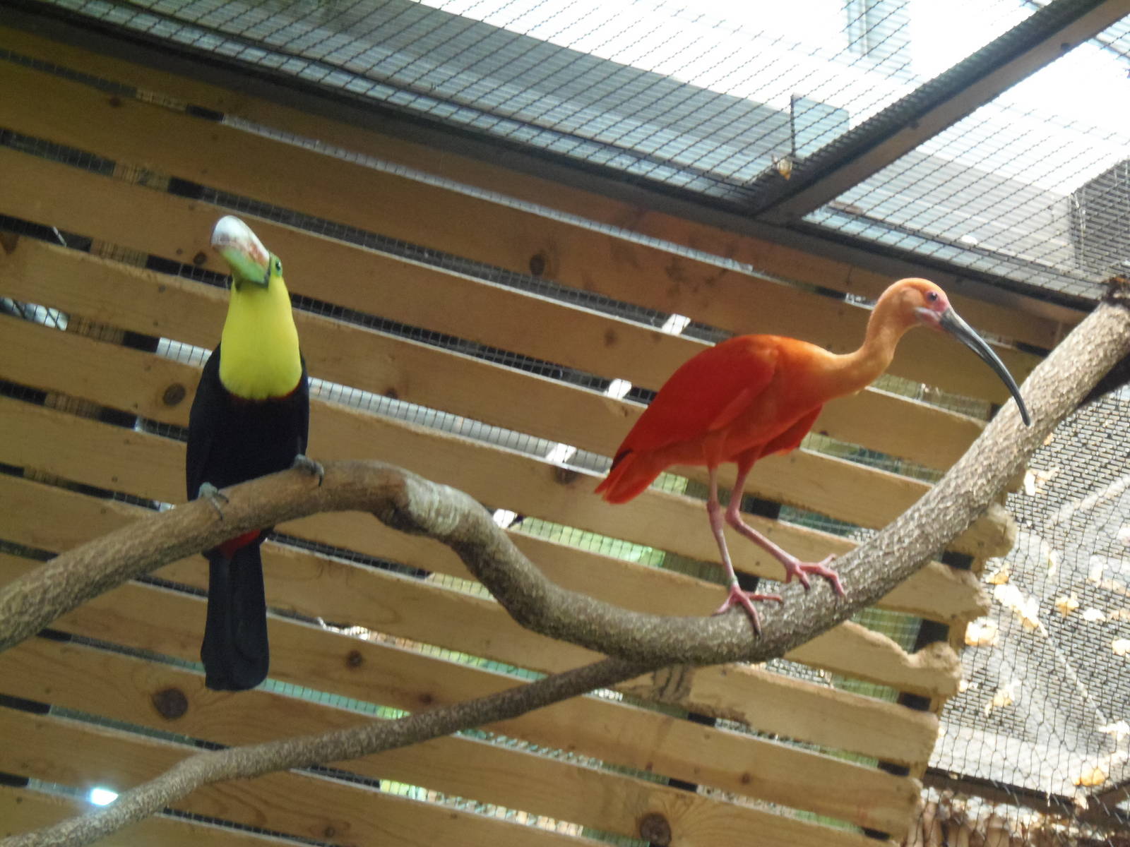 South American Rainforest- Toucan and Scarlet Ibis
