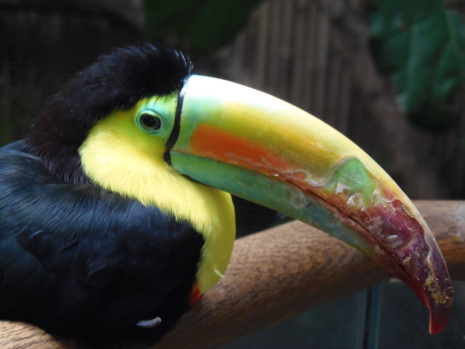 South American Rainforest- Toucan Close-Up
