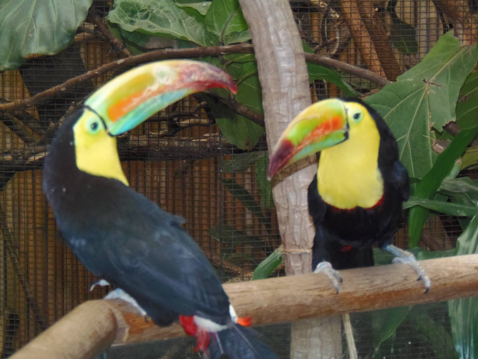 South American Rainforest- Toucan Duo
