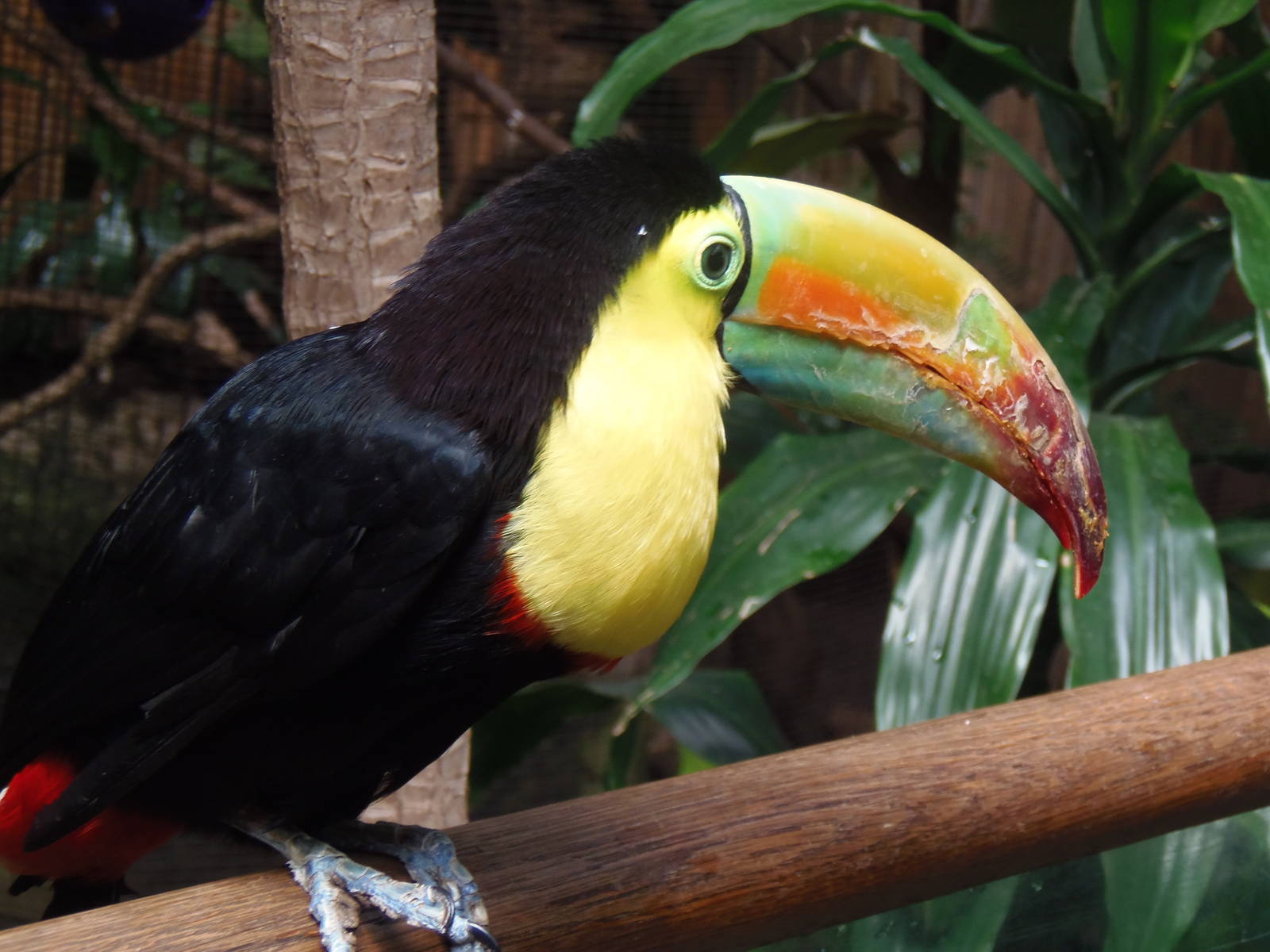 South American Rainforest- Toucan on Railing
