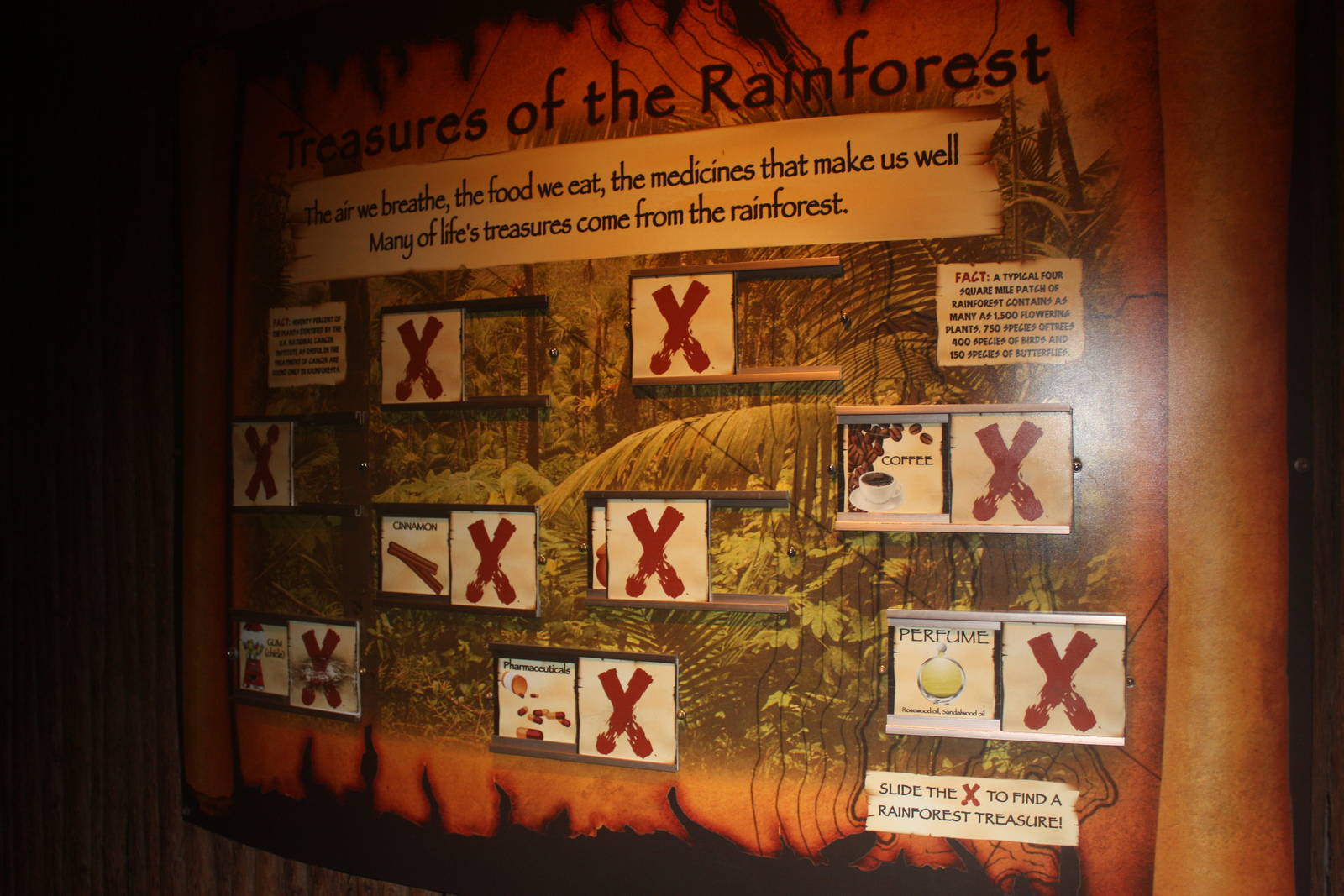 South American Rainforest- Treasures of the Rainforest