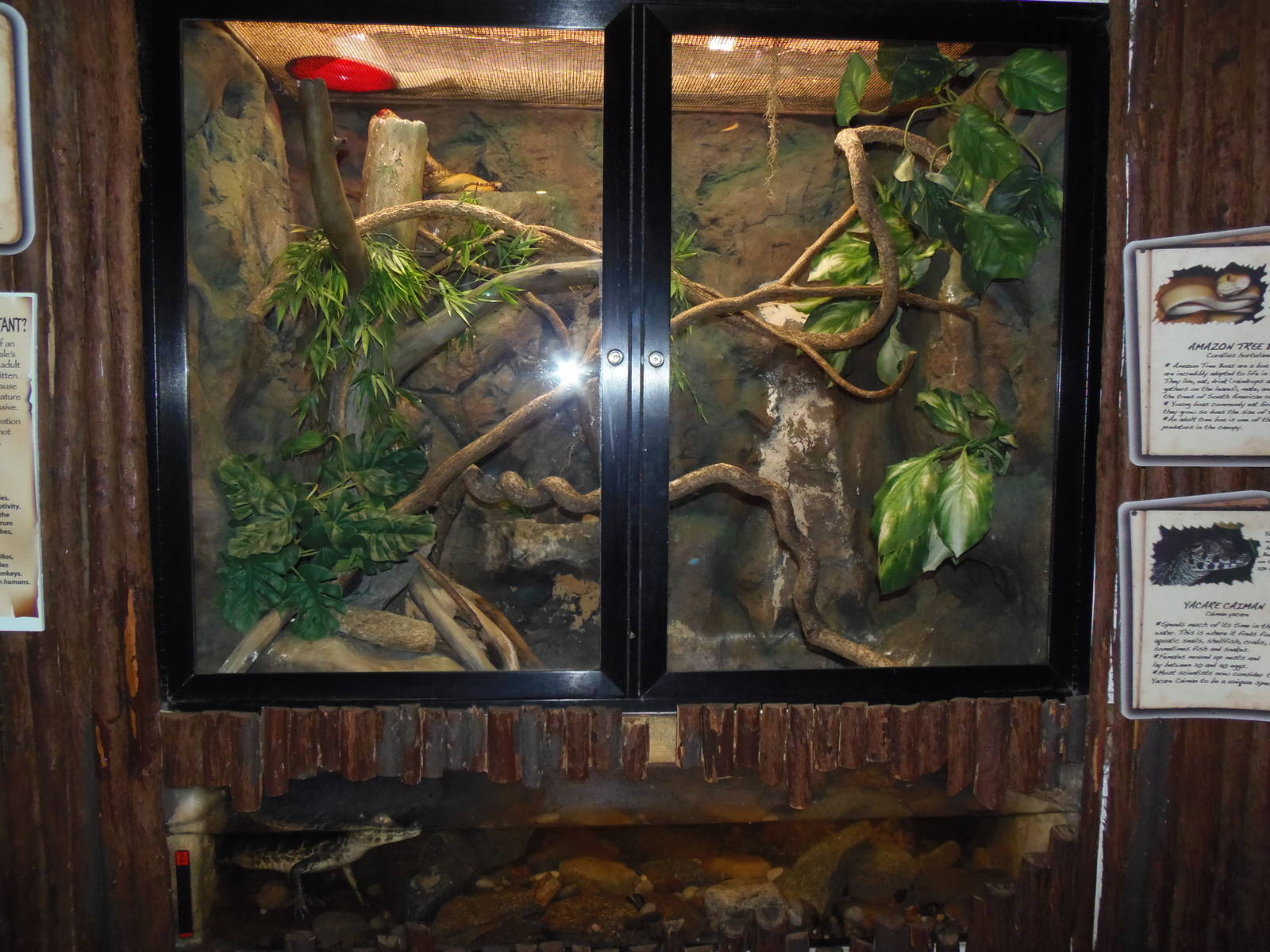 South American Rainforest- Tree Boa/Juvenile Caiman Exhibit
