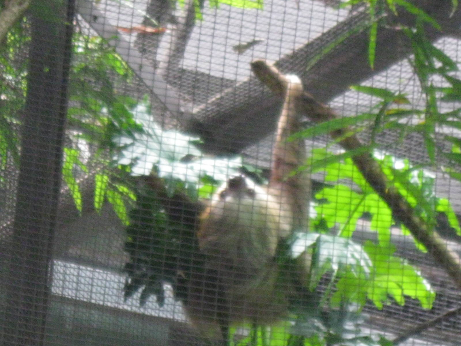 South American Rainforest- Two-Toed Sloth