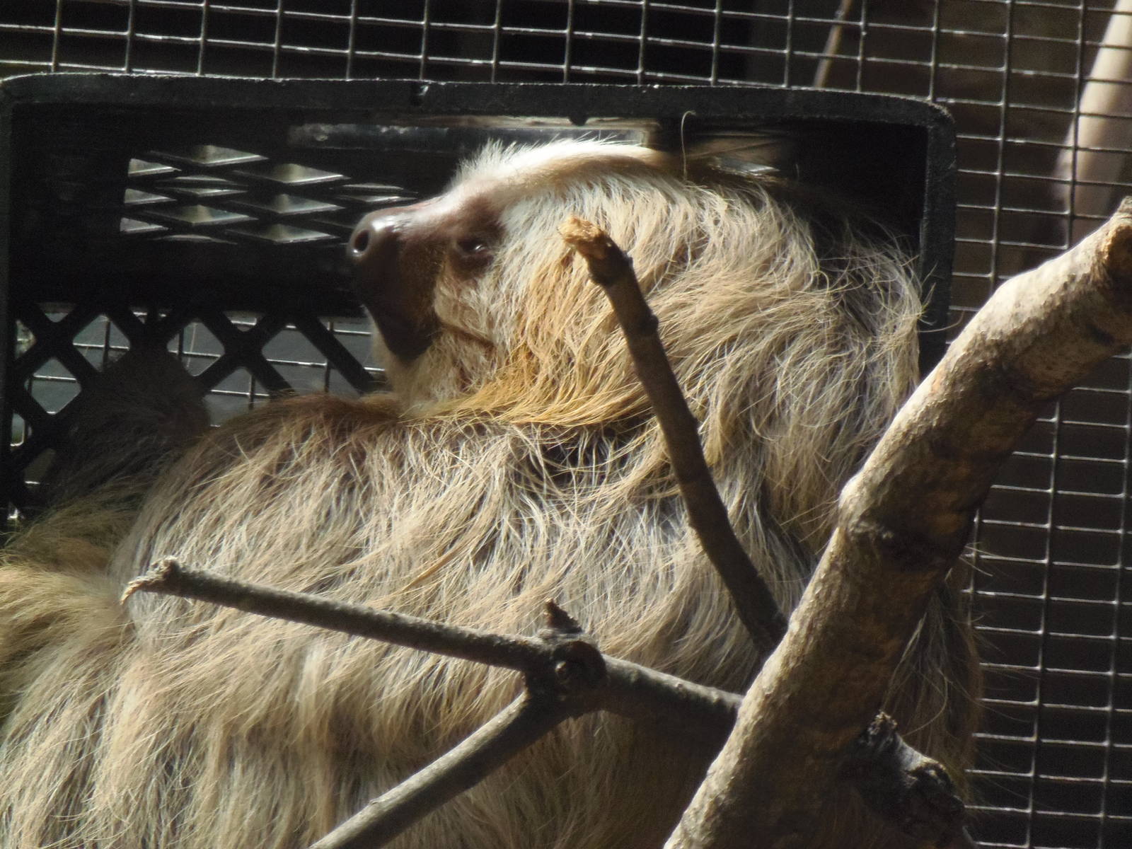 South American Rainforest- Two-Toed Sloth