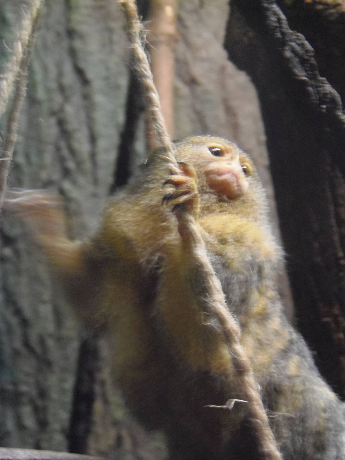 South American Rainforest- Weechie the Marmoset