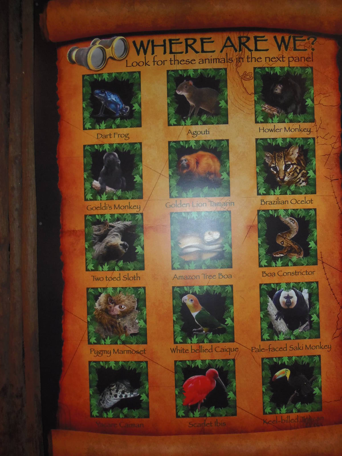 South American Rainforest- Where Are We? Sign