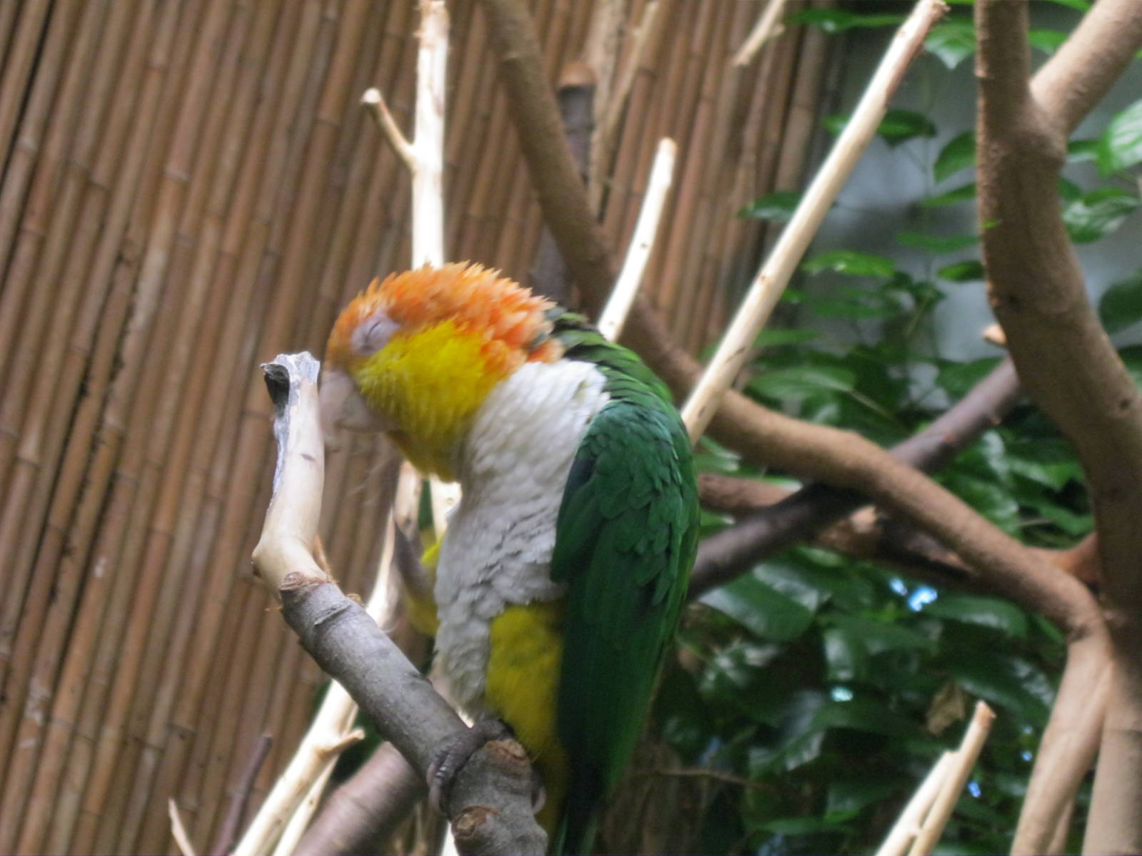South American Rainforest- White-Bellied Caique