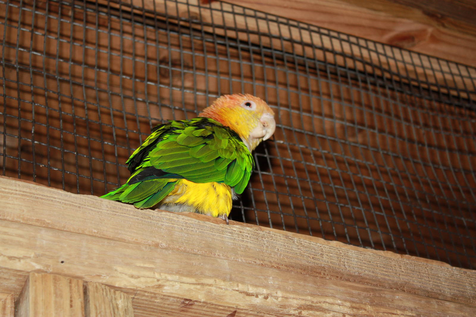 South American Rainforest- White-Bellied Caique