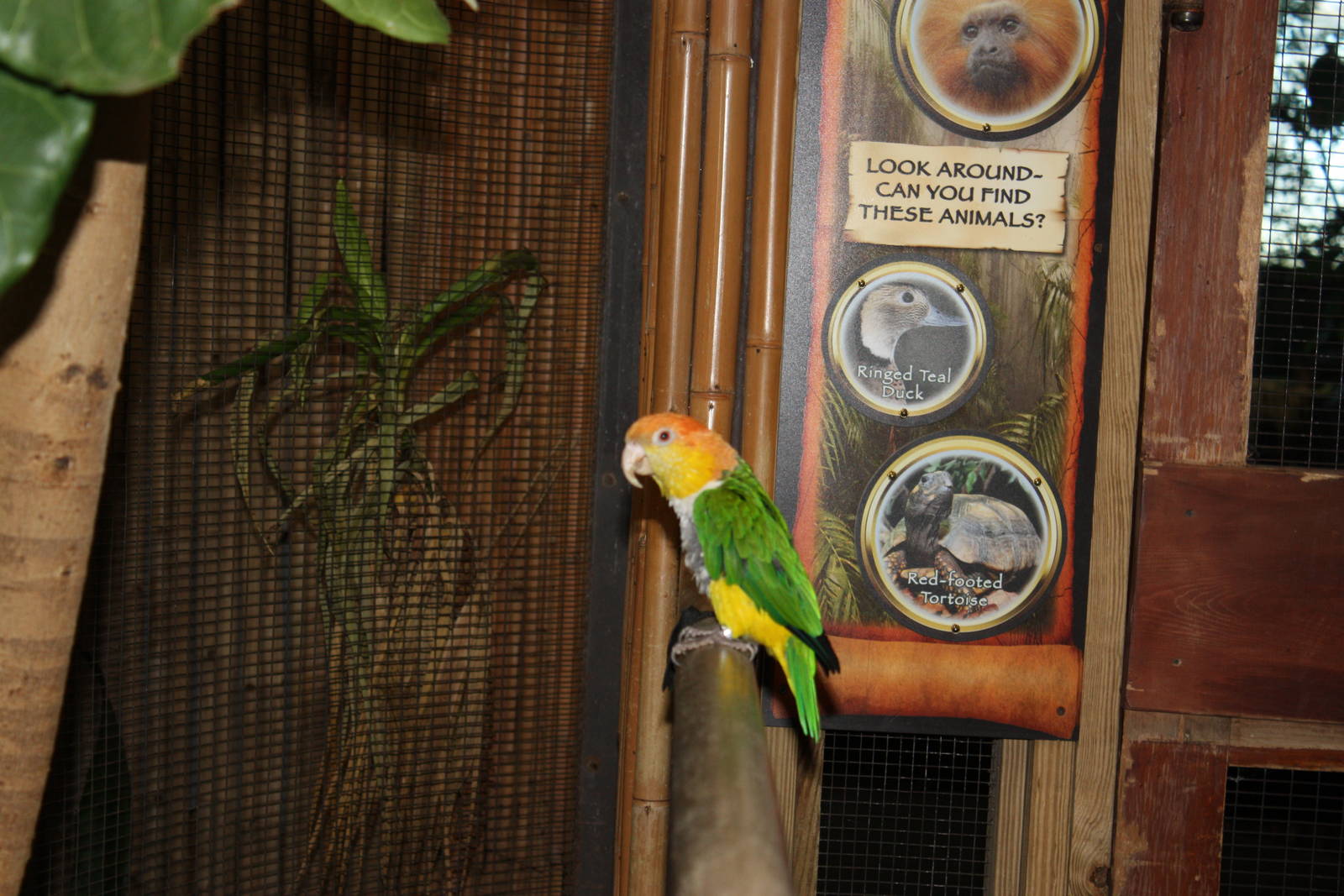 South American Rainforest- White-Bellied Caique