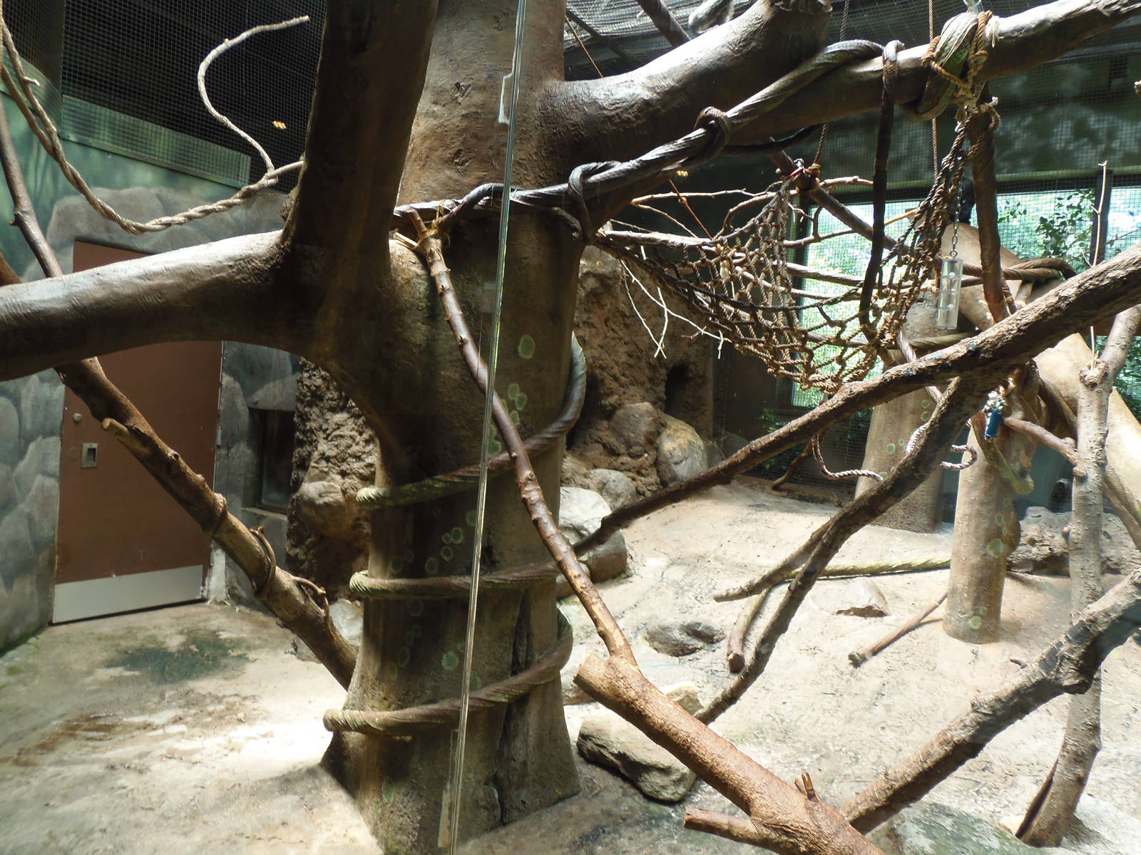 South American Rainforest- White-Faced Saki Exhibit