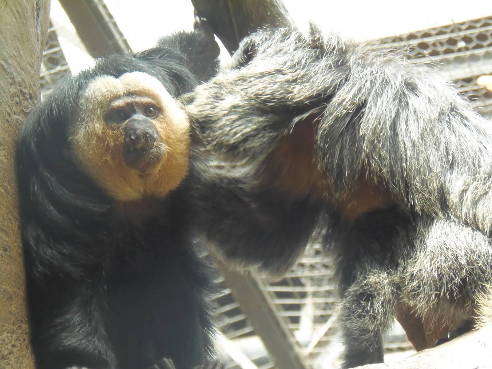 South American Rainforest- White-Faced Saki Grooming