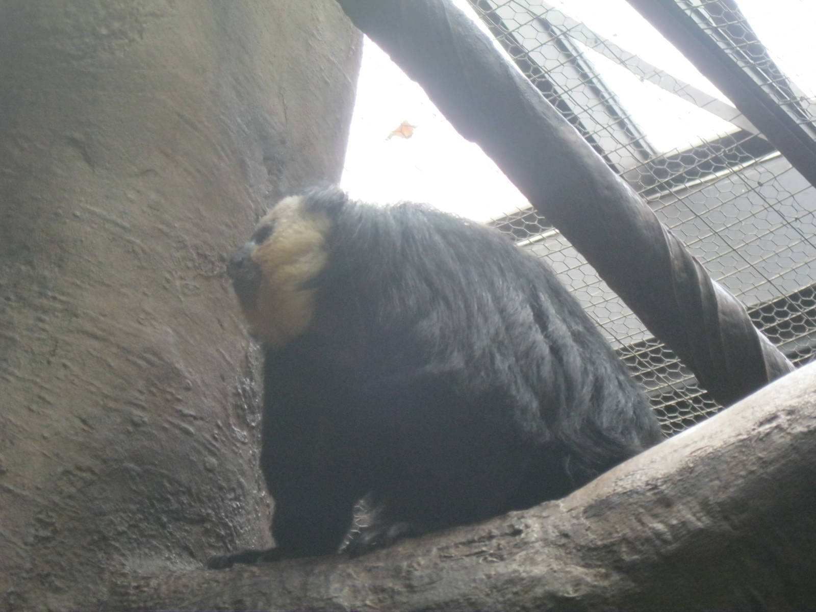 South American Rainforest- White-Faced Saki