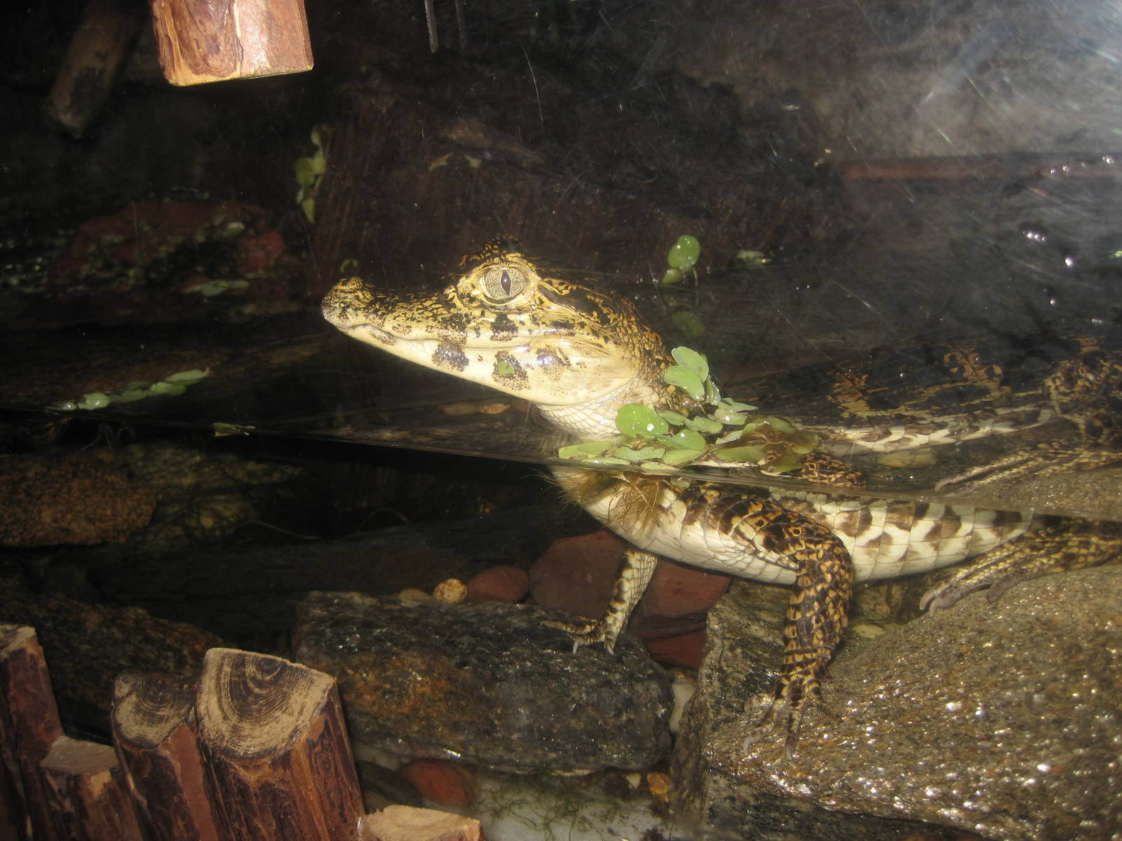 South American Rainforest- Yacare Caiman Hatchling