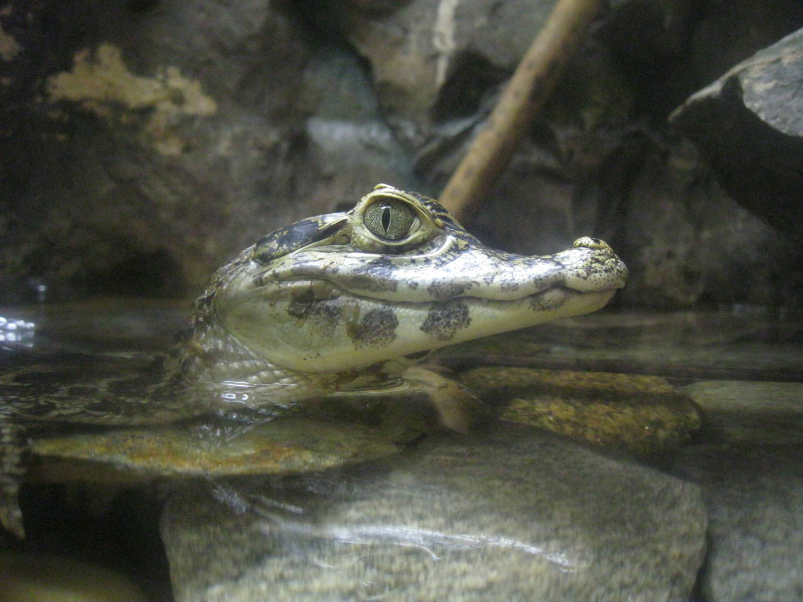 South American Rainforest- Yacare Caiman Hatchling