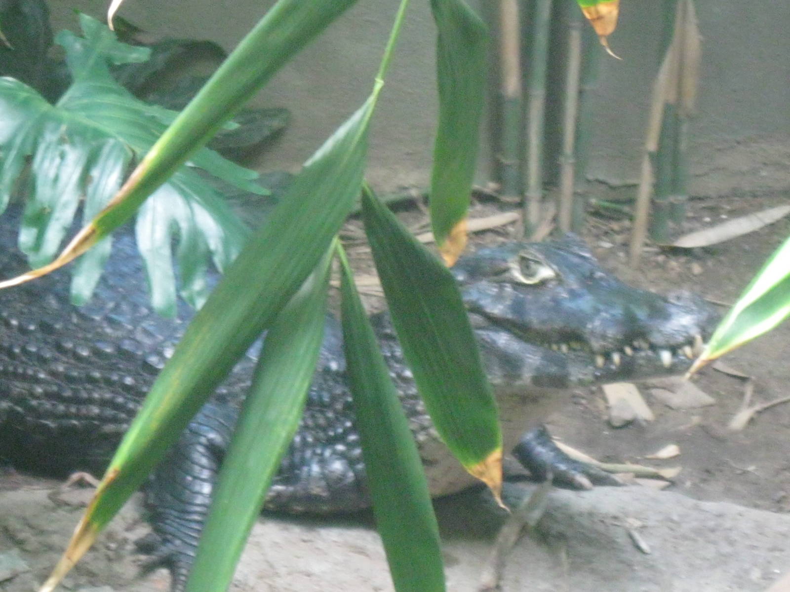 South American Rainforest- Yacare Caiman