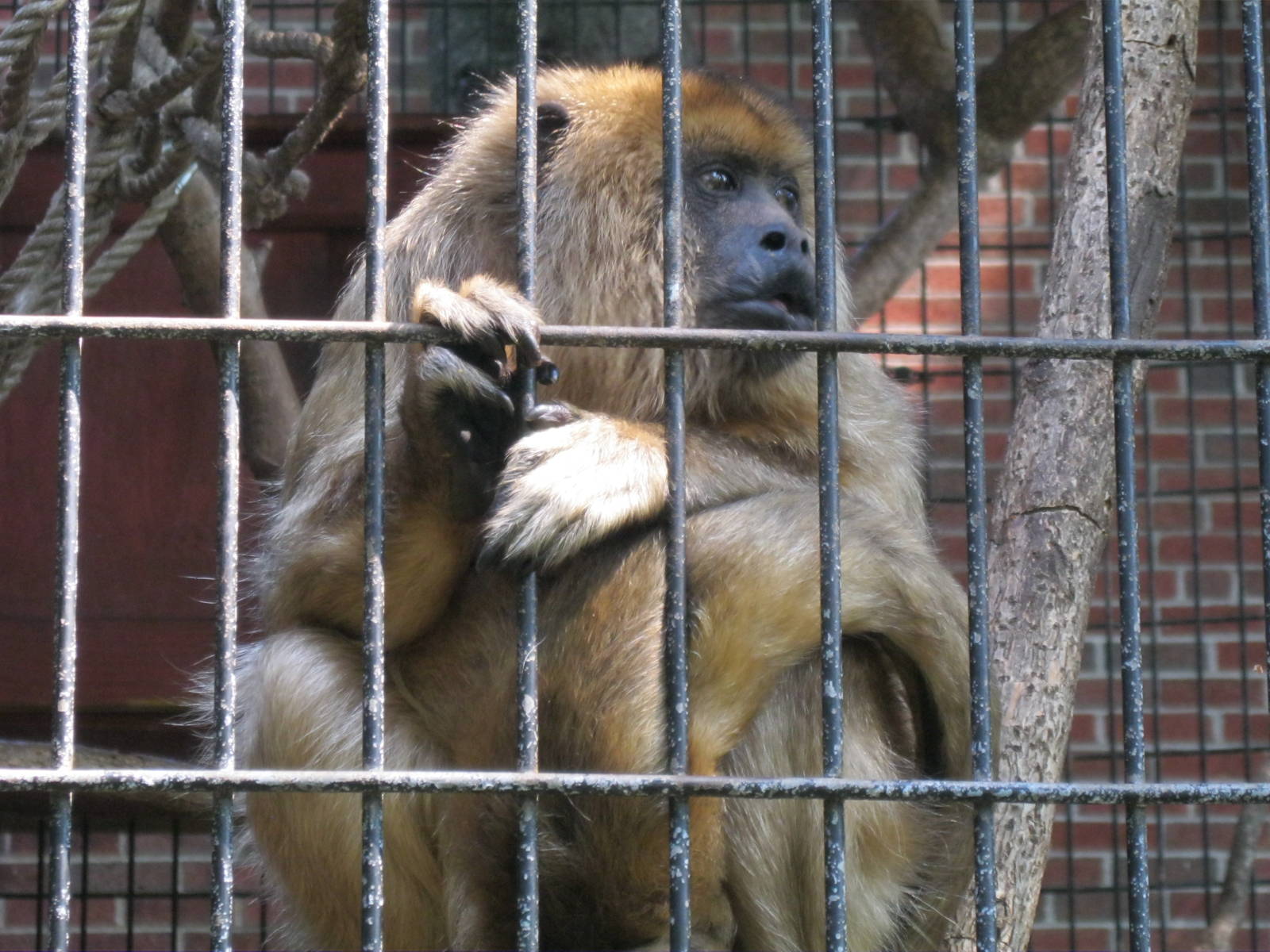 South American Rainforest- Zuele