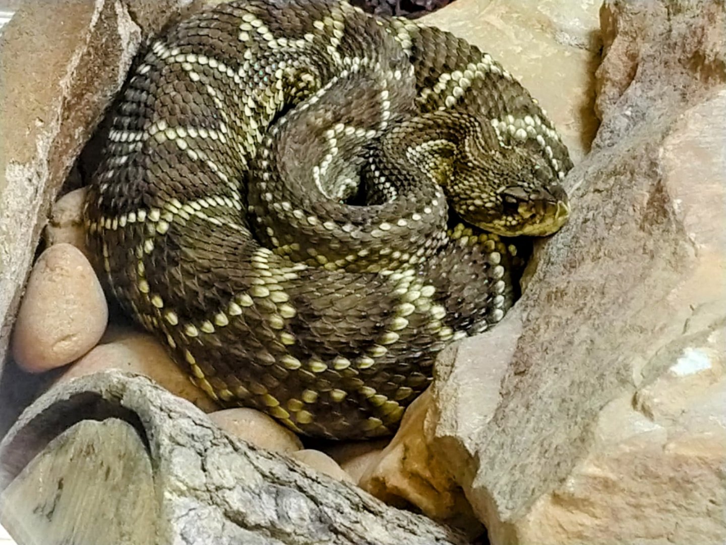 South American Rattlesnake - Belo Horizonte zoo