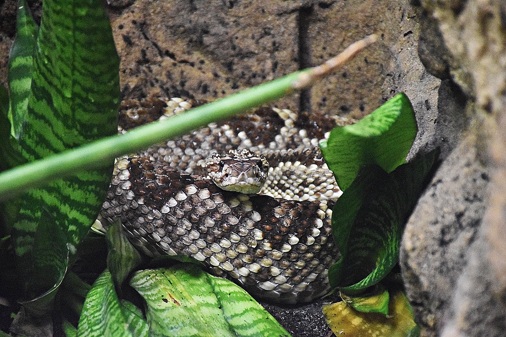 South American rattlesnake