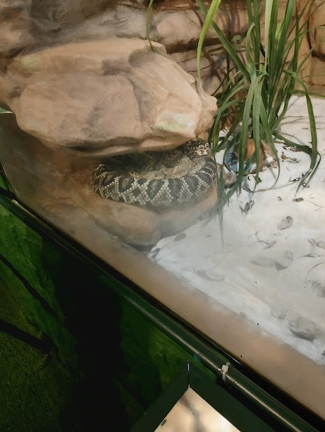 South American Rattlesnake