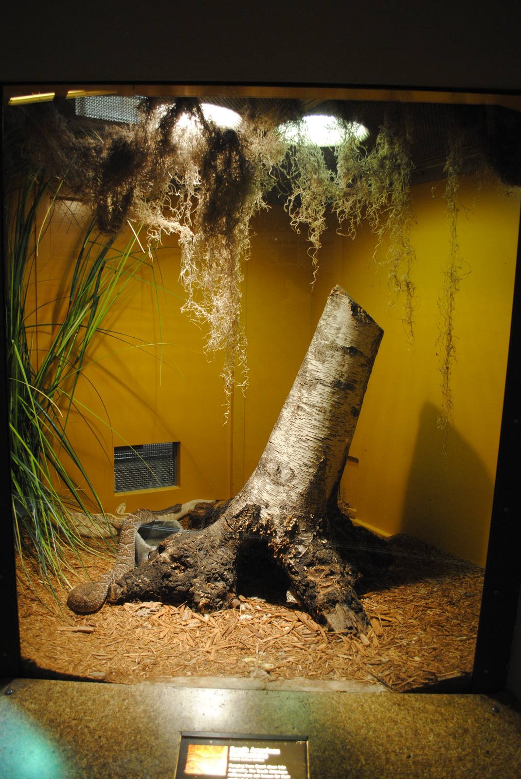 South American Rattlesnakes exhibit
