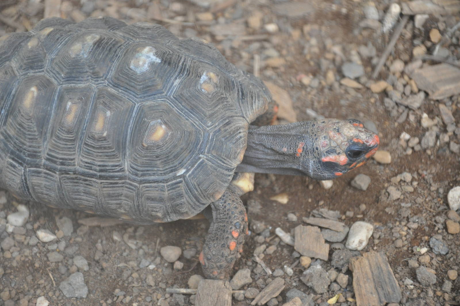 South American red-footed tortoise/ Chelonoidis carbonaria