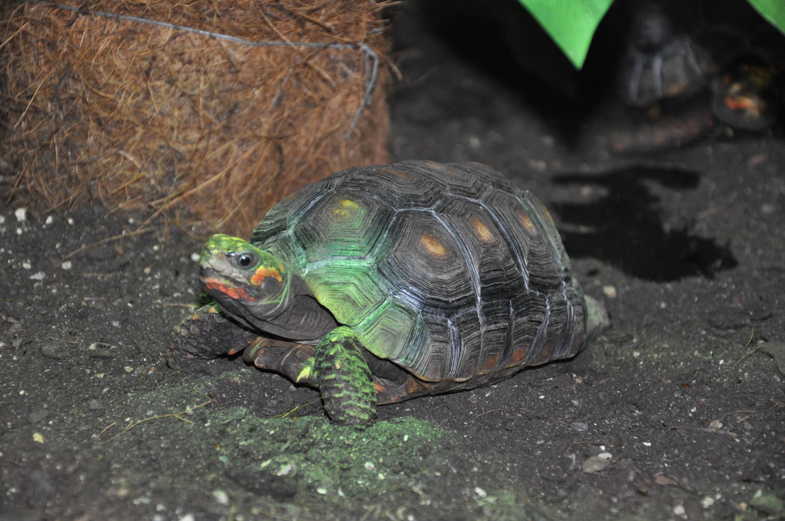 South American red-footed tortoise/ Chelonoidis carbonaria