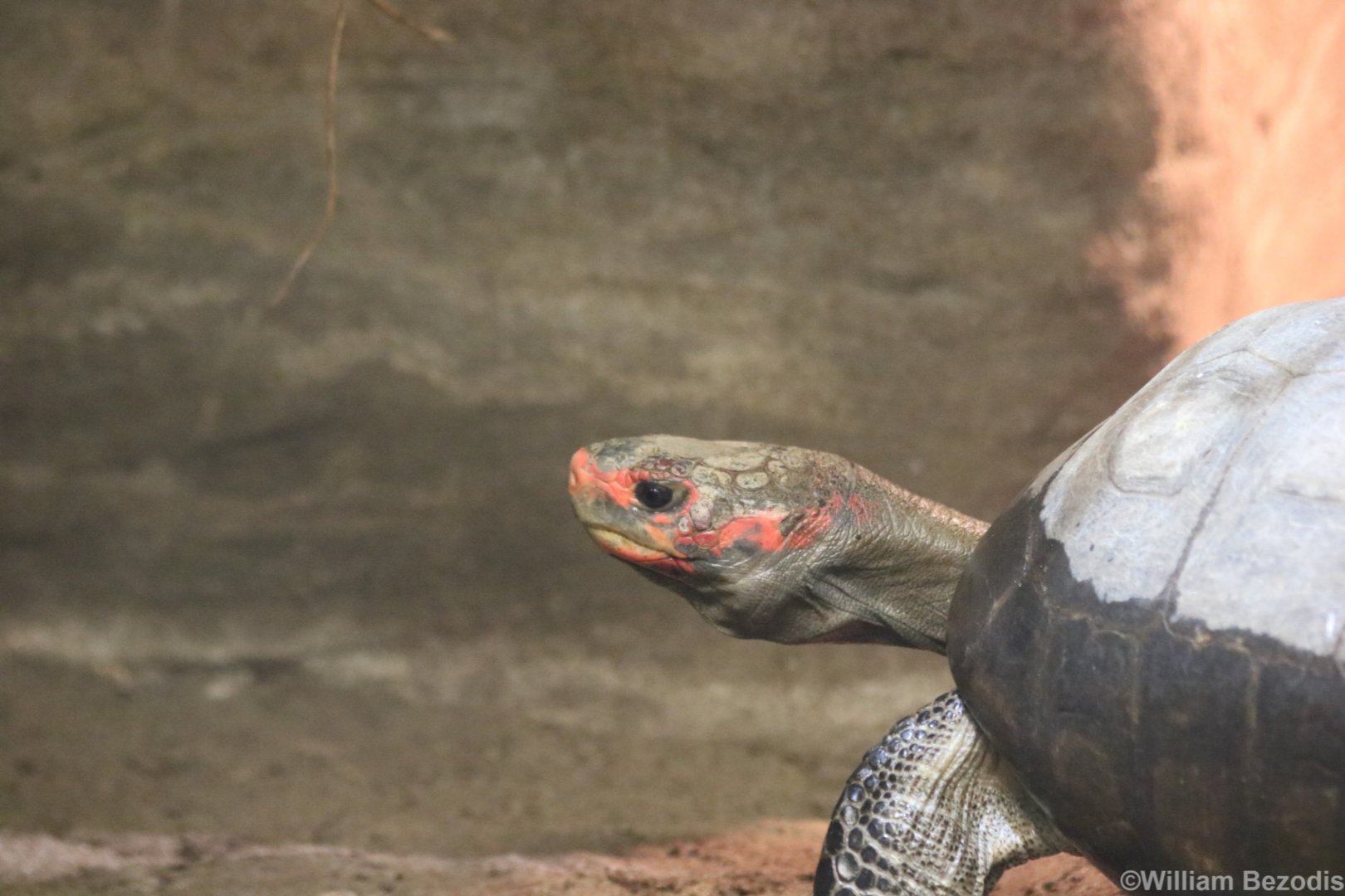 South American Red-footed Tortoise