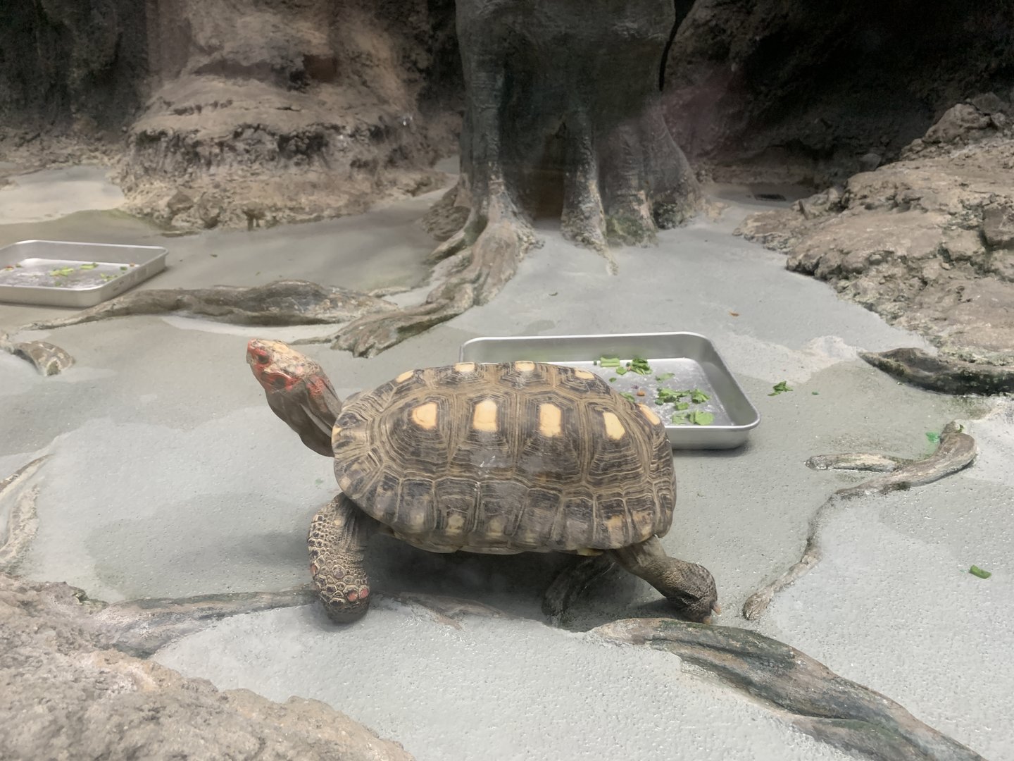 South American Red-footed Tortoise