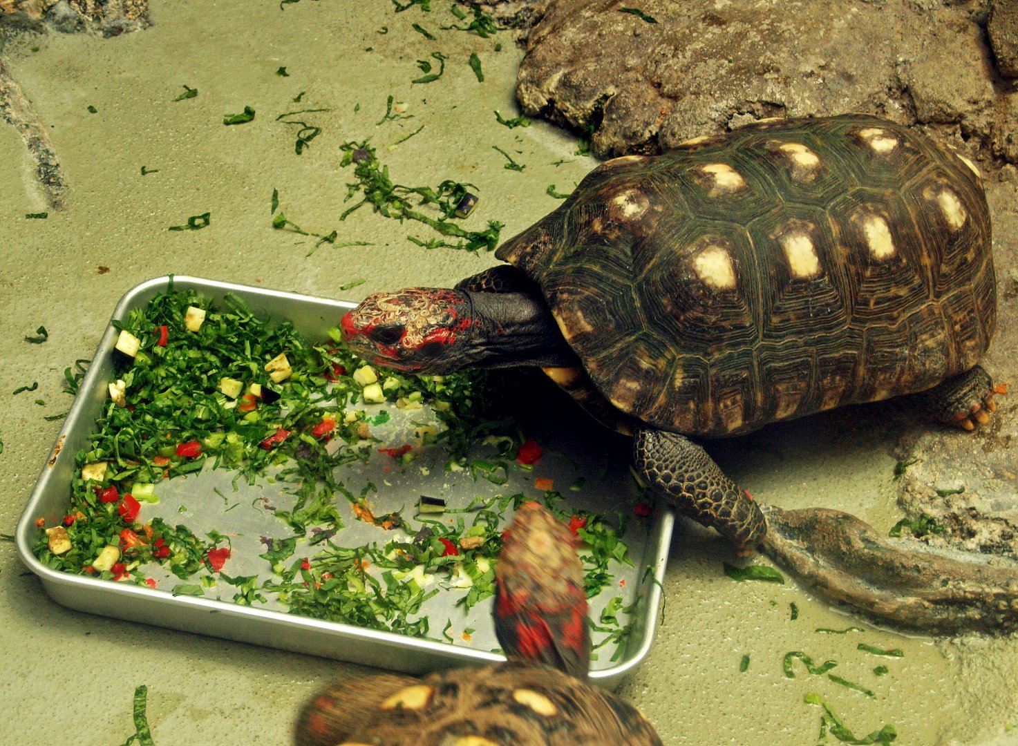 South American red-footed tortoise