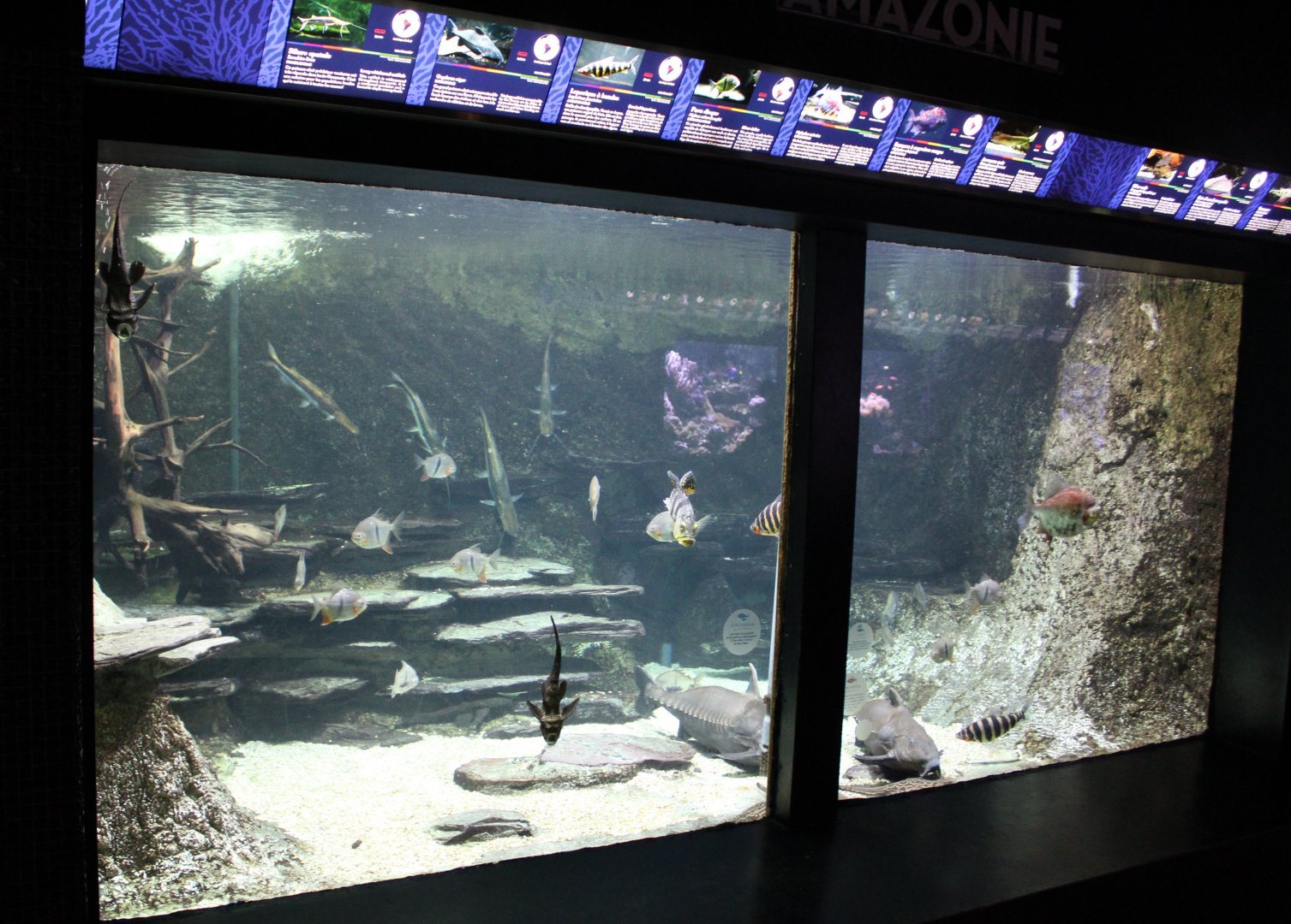 South American river aquarium