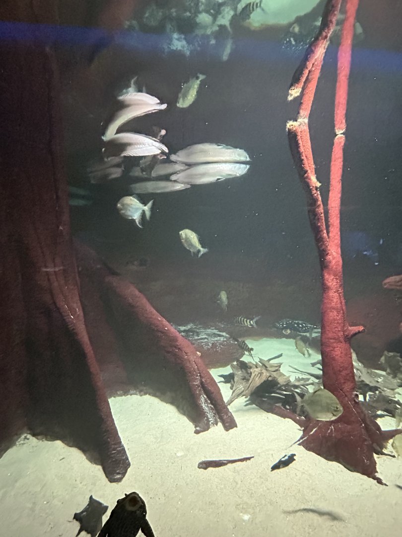 South American ‘River Monster’ aquarium