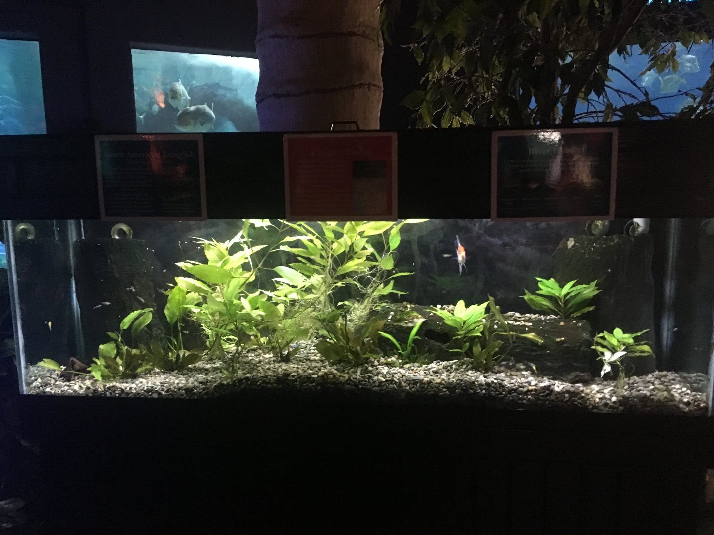 South American River tank